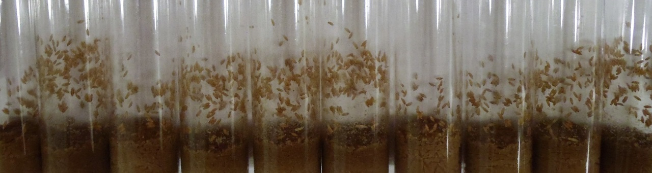 Reproductive Costs on Survival are Optional in Male Fruit Flies